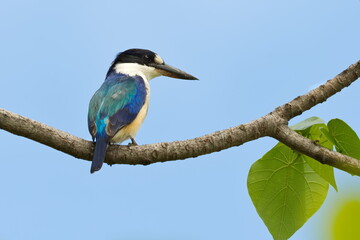 Australian Blue Forest Kingfisher perched on a branch