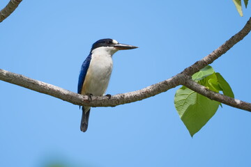 Australian Blue Forest Kingfisher perched on a branch
