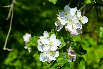 Beautiful blooming apple trees in spring park close up