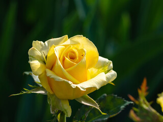 A yellow rose bud in sunlight on a green background. A beautiful yellow rosebud on a background of greenery in the garden in spring