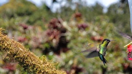 Fiery-throated hummingbird (Panterpe insignis) in flight at the Paraiso Quetzal Lodge in the cloud...