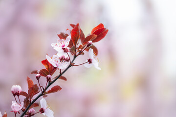 Spring flowering trees with white pink flowers in the garden. Spring background