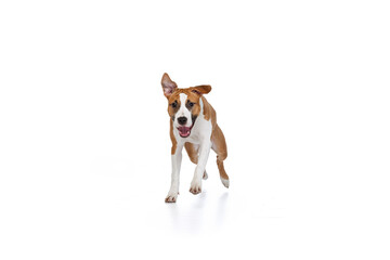 One Staffordshire terrier dog posing isolated on white studio background. Looks happy, delighted. Concept of motion, action, pet's love