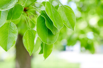 Green leaves border with copy space