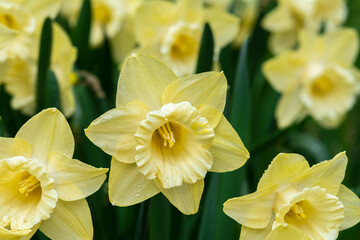 Beautiful yellow blooming narcissus in the park on a flower bed closeup	