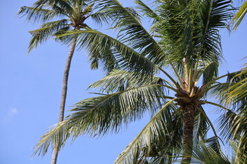 Amazing tropical paradise beach with white sand, coconut palm, sea and blue sky, outdoor travel background, summer holiday concept, natural wallpaper. 
