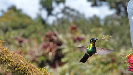 Fiery-throated hummingbird (Panterpe insignis) in flight at the Paraiso Quetzal Lodge in the cloud forest outside San Jose, Costa Rica