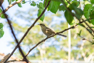  Mimus saturninus. Um pássaro empoleirado em um galho de uma árvore frondosa.