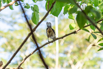  Mimus saturninus. Um pássaro empoleirado em um galho de uma árvore frondosa.