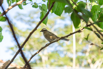  Mimus saturninus. Um p&aacute;ssaro empoleirado em um galho de uma &aacute;rvore frondosa.