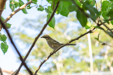  Mimus saturninus. Um pássaro empoleirado em um galho de uma árvore frondosa.