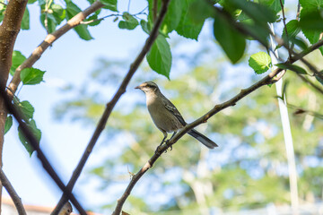  Mimus saturninus. Um pássaro empoleirado em um galho de uma árvore frondosa.