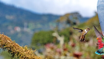 Volcano hummingbird (Selasphorus flammula) in flight at the Paraiso Quetzal Lodge in the cloud forest outside San Jose, Costa Rica