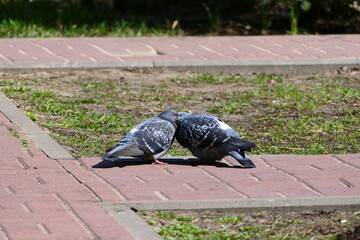 Two blue pigeons on the street. © Ольга Кожина