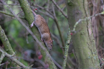 Tree Climbing Rat