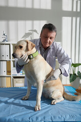 Doctor examining labrador dog with stethoscope in medical clinic