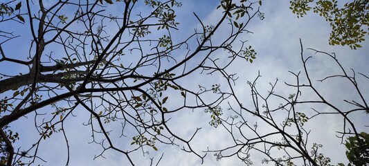 branches against sky