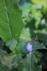 Flor peque&ntilde;a morada