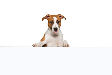 Half-length portrait of Staffordshire terrier dog posing isolated on white studio background. Looks happy, delighted. Concept of motion, action, pet's love