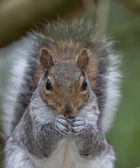 Grey Squirrel