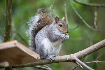 Grey Squirrel