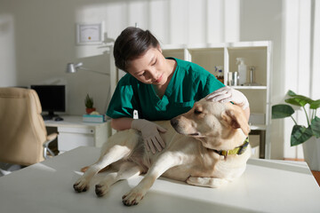 Veterinary nurse examining labrador dog lying on medical table