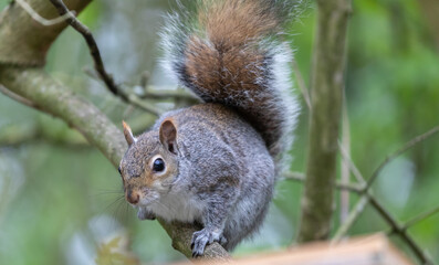 Grey Squirrel