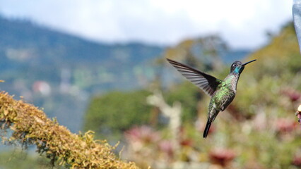 Talamanca hummingbird (Eugenes spectabilis) in flight at the Paraiso Quetzal Lodge in the cloud...