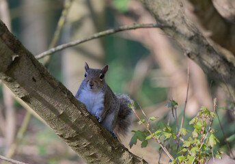 Grey Squirrel