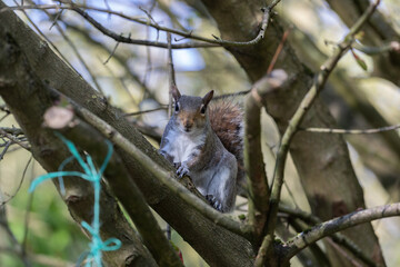 Grey Squirrel