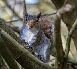 Grey Squirrel