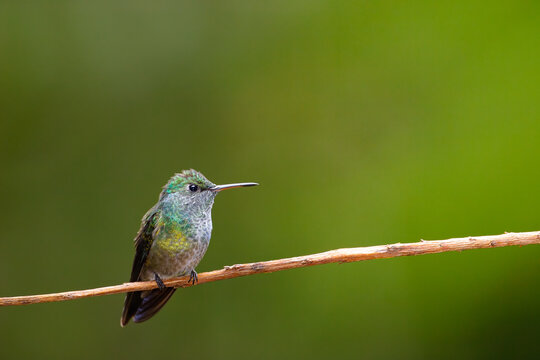 Un hermoso picaflor esmeralda posando sobre una rama en las cataratas del Iguazu, Misiones, Argentina.