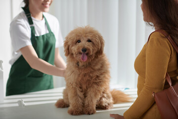 Fluffy small dog sitting on table in veterinary clinic, sticking out tongue and looking at camera