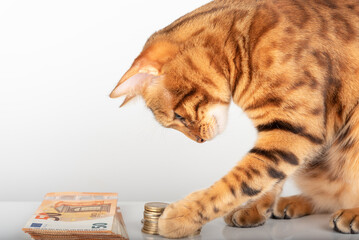 Domestic red cat plays with euro money.
