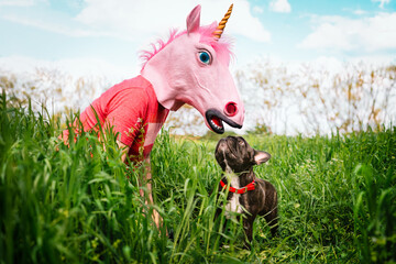 Man in unicorn costume and french bulldog do in tall grass © adrianad