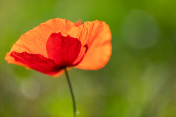 Amapola (Papaver rhoeas) en una mañana soleada