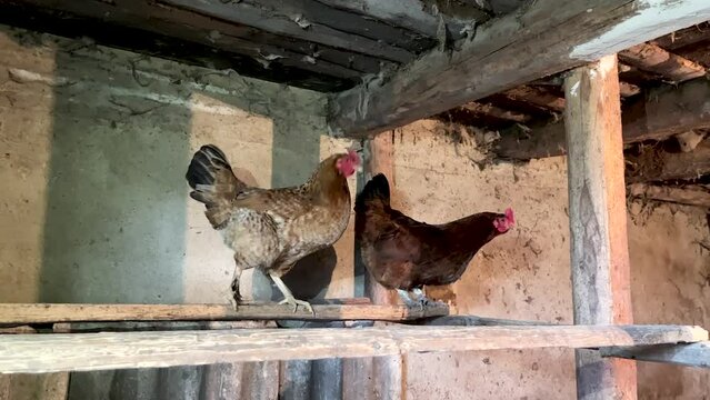 Wooden old chicken coop. Video.