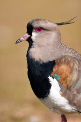 A Southern Lapwning portrait in natural habitat, vertical composition at eye level