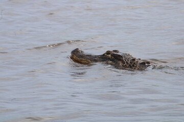 alligator in the water cooling off