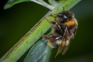 Honey Bee