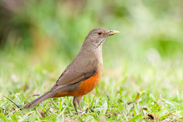A Rufous-bellied Thrush with green background. Closeup view, natural habitat.