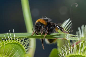 Honey Bee