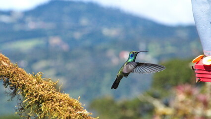 Lesser violetear (Colibri Cyanotus) hummingbird in flight at the Paraiso Quetzal Lodge in the cloud...