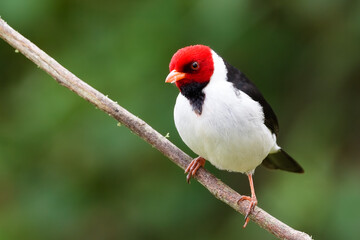 A Yellow-billed Cardinal standing on a branch with blurred background