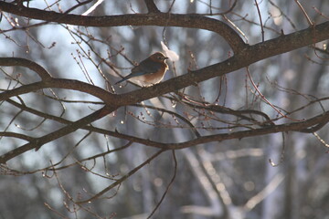 bird sitting on branch