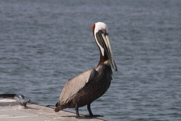 pelicans by the bay