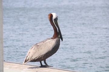pelican on the beach