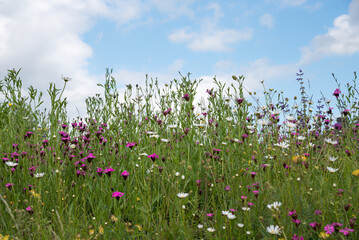 flower meadow with lychnis and marguerite, blue sky with clouds