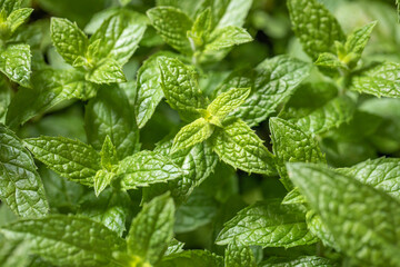 Mint herb, plant, concept of spices and aromas, green background, nature, aromatherapy, healthy lifestyle