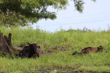 Resting cows